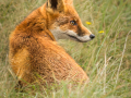 Vos | Amsterdamse Waterleidingduinen, 23 oktober 2024