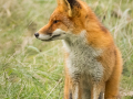 Vos | Amsterdamse Waterleidingduinen, 23 oktober 2024