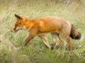 Vos | Amsterdamse Waterleidingduinen, 23 oktober 2024