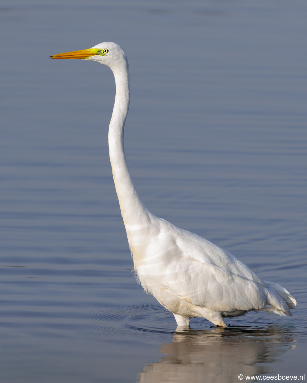 Grote zilverreiger | Zevenhuizerplas, 5 november 2024