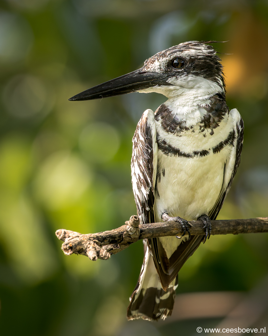 Bonte ijsvogel | Kotu Creek - Gambia, 11 januari 2025