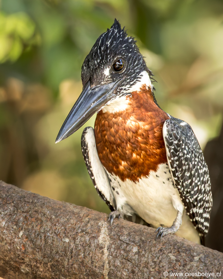 Reuze ijsvogel | Kotu Creek - Gambia, 11 januari 2025