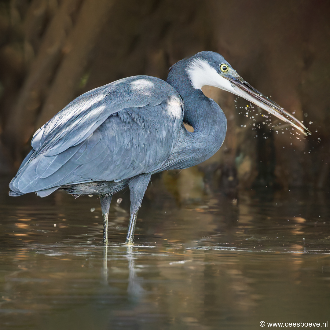 Westelijke Rifreiger | Kotu Creek - Gambia, 11 januari 2025