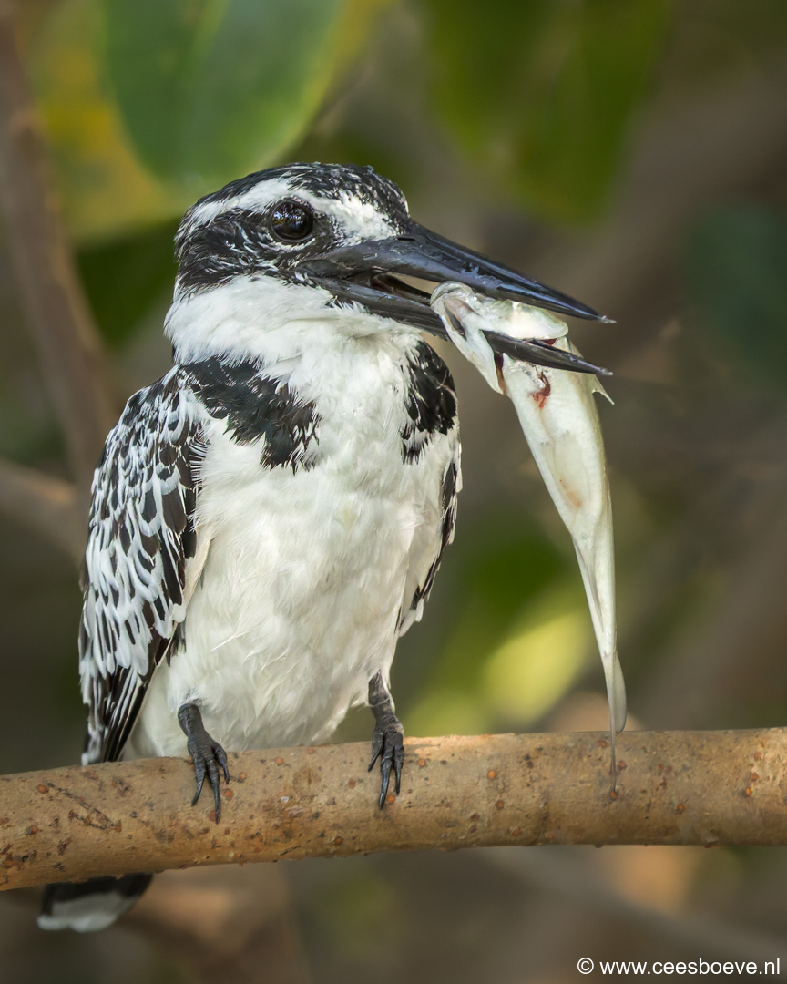 Bonte ijsvogel | Kotu Creek - Gambia, 11 januari 2025