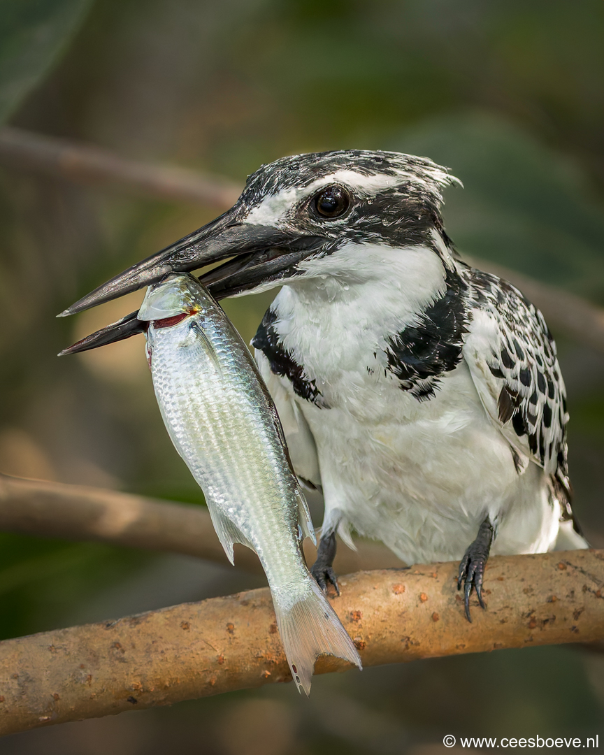 Bonte ijsvogel | Kotu Creek - Gambia, 11 januari 2025