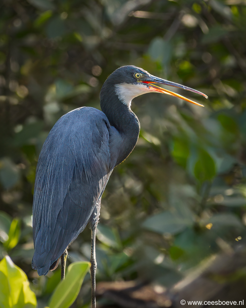 Westelijke Rifreiger | Kotu Creek - Gambia, 11 januari 2025