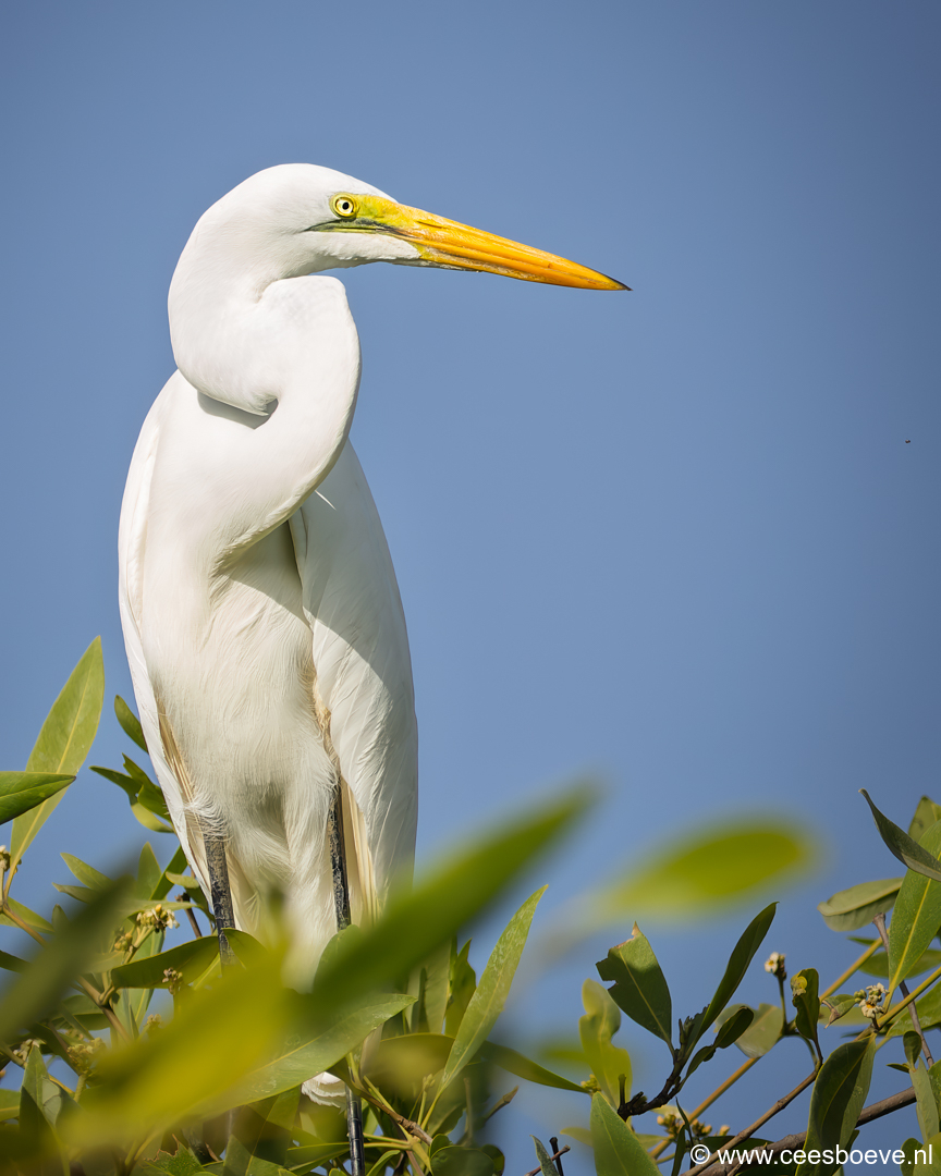 Grote zilverreiger |  Kotu Creek - Gambia, 11 januari 2025