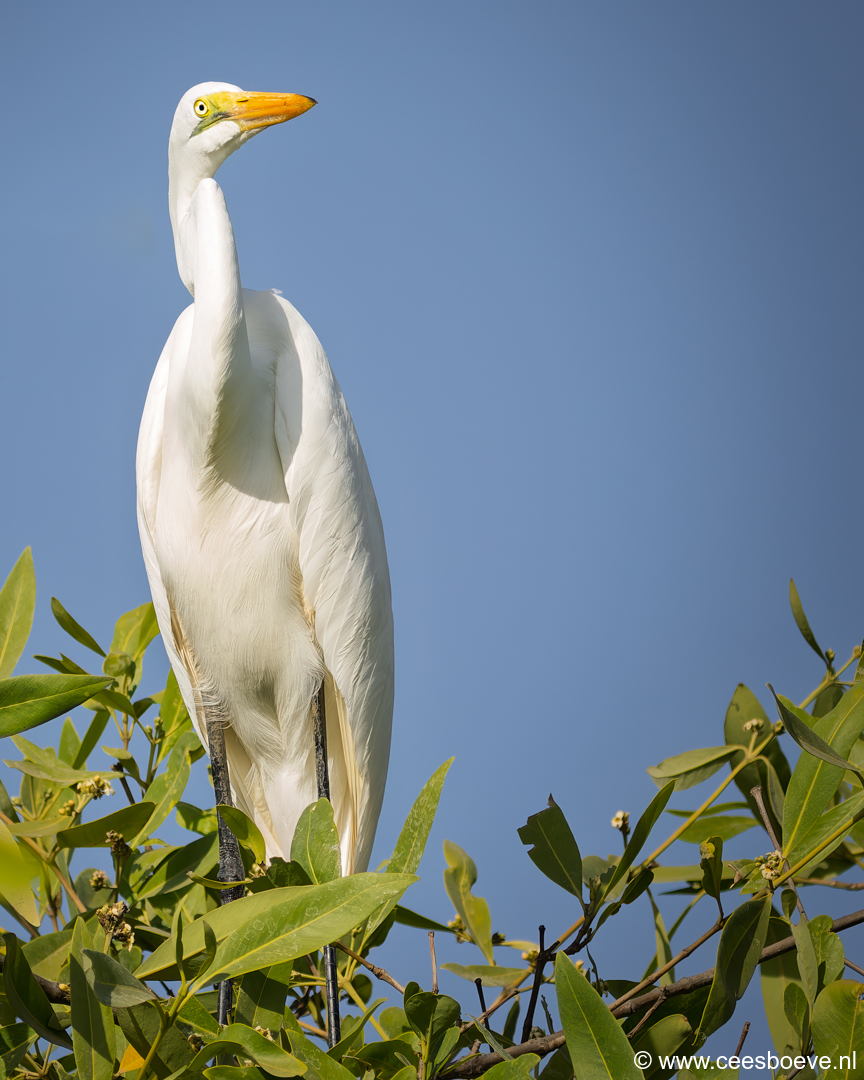Grote zilverreiger |  Kotu Creek - Gambia, 11 januari 2025