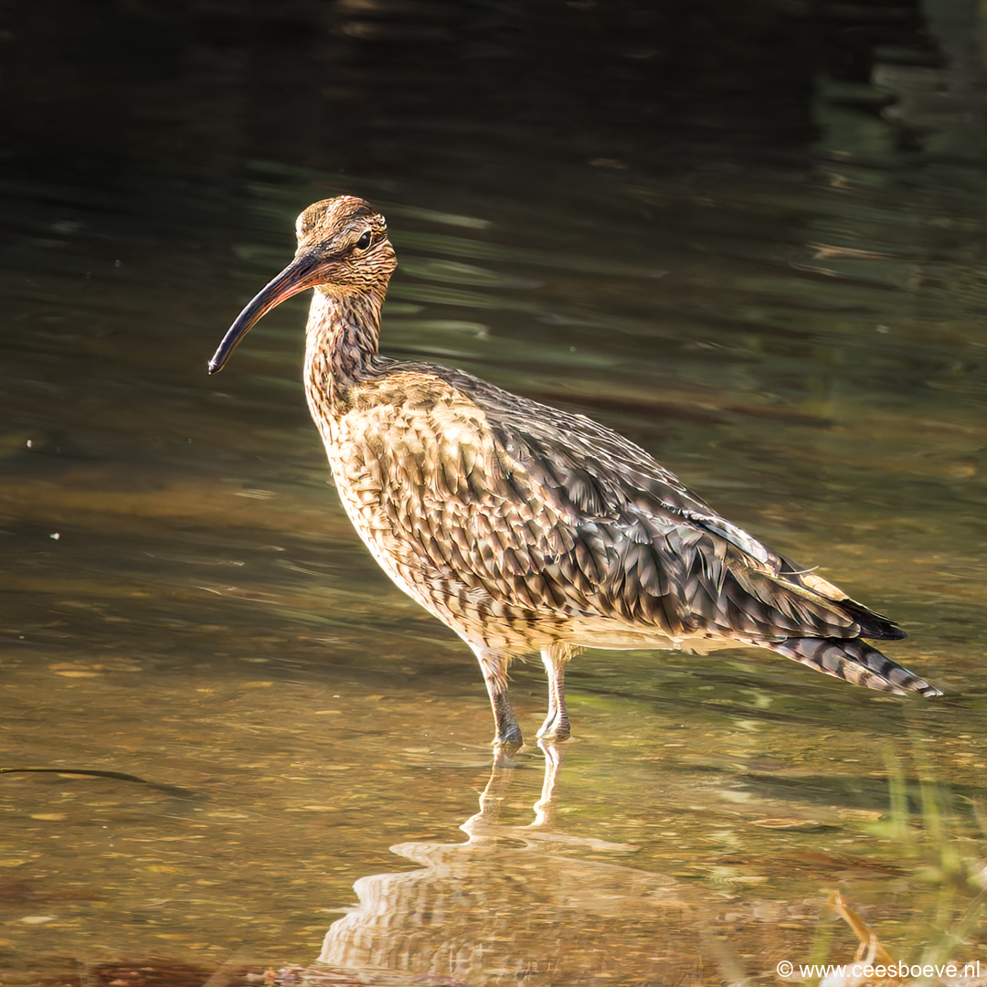 Regenwulp | Koto Creek - Gambia, 11 januari 2025