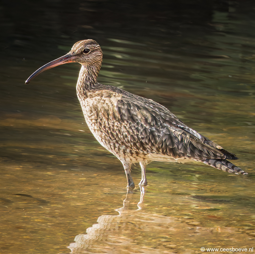 Regenwulp | Koto Creek - Gambia, 11 januari 2025