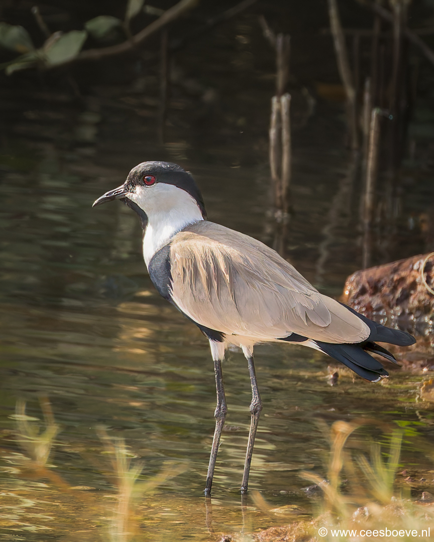 Sporenkievit | Kotu Creek- Gambia, 11 januari 2025
