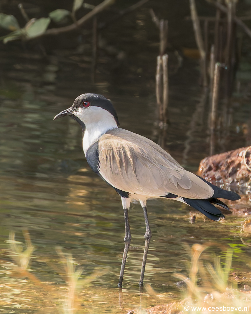 Sporenkievit | Kotu Creek- Gambia, 11 januari 2025