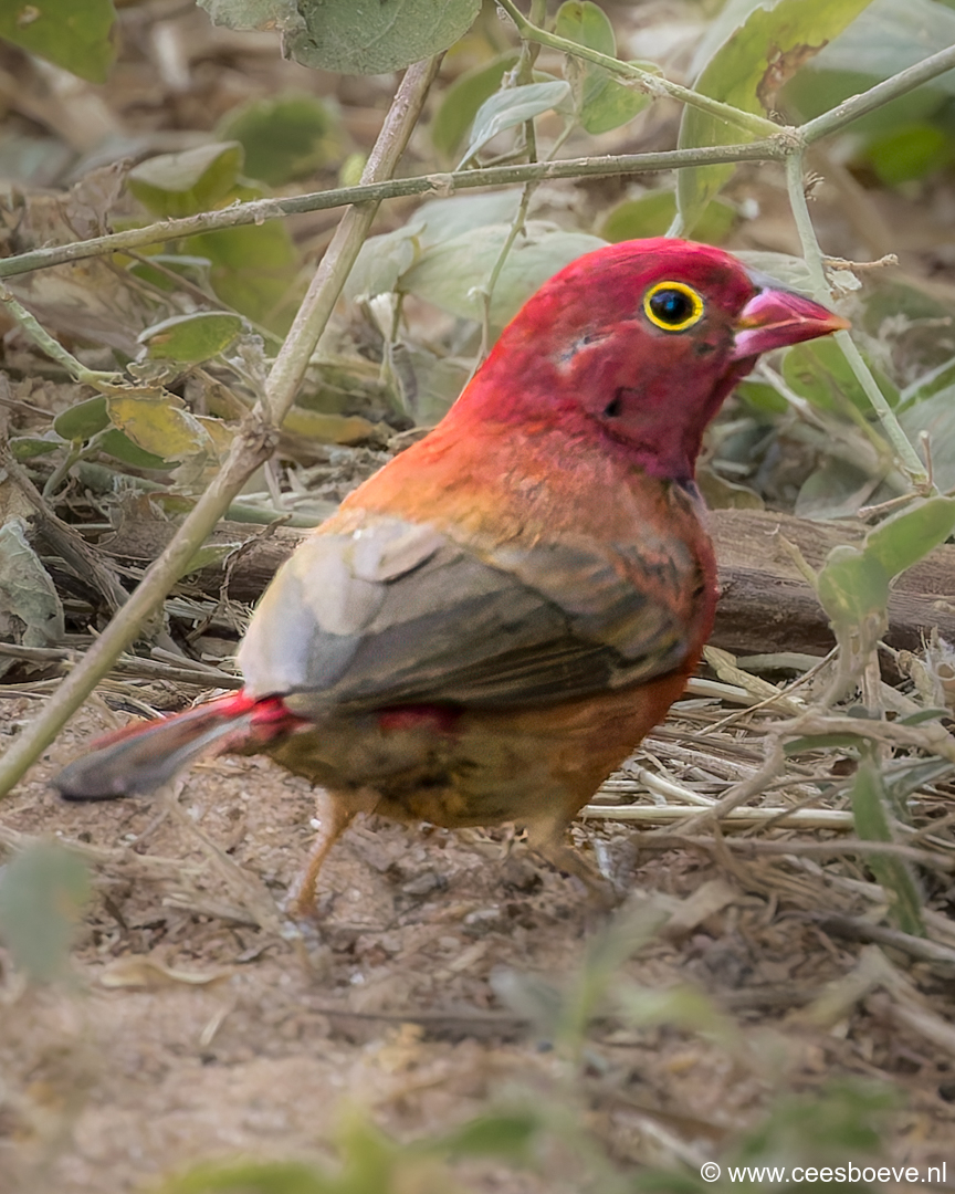 Vuurvink | Senegambia - Gambia, 12 januari 2025
