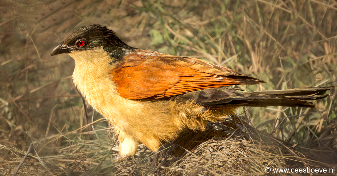 Senegalese spoorkoekoek | Tanji Bird Reserve - Gambia, 11 januari 2025