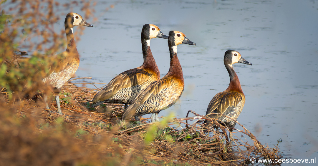 Witwangfluiteend | Kotu Creek - Gambia, 11 januari 2025