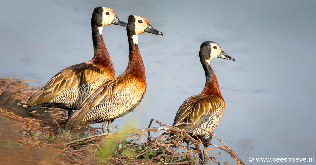 Witwangfluiteend | Kotu Creek - Gambia, 11 januari 2025