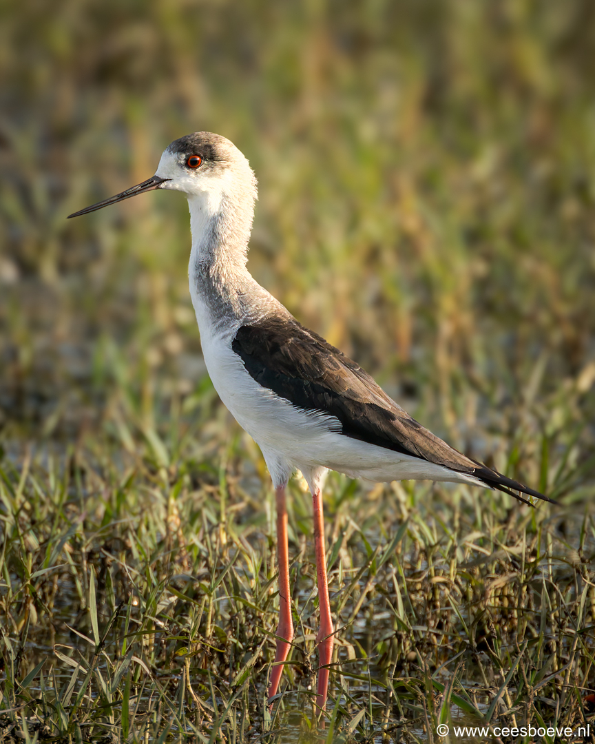 Steltkluut | Koto Creek - Gambia, 11 januari 2025
