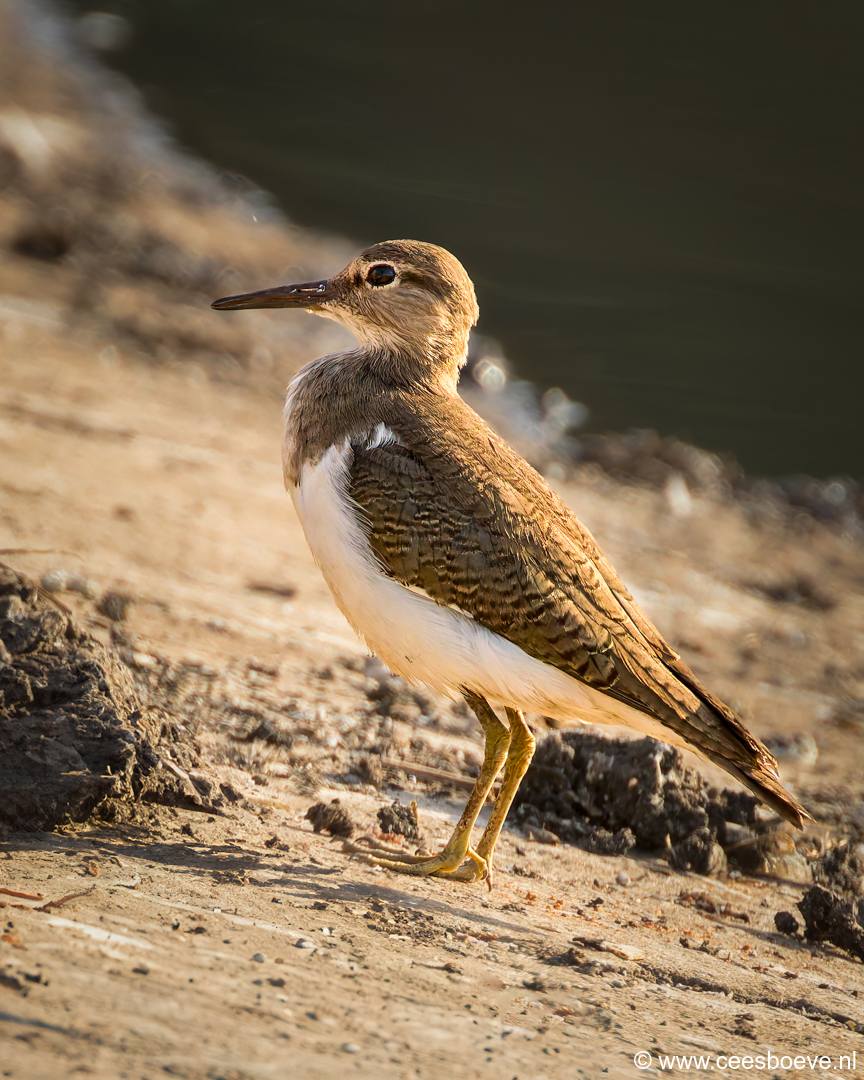 Oeverloper | Kotu Creek - Gambia, 11 januari 2025
