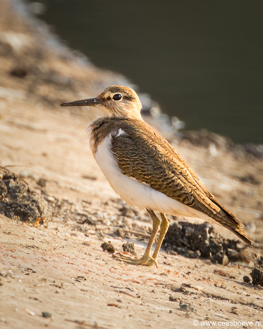 Oeverloper | Kotu Creek - Gambia, 11 januari 2025