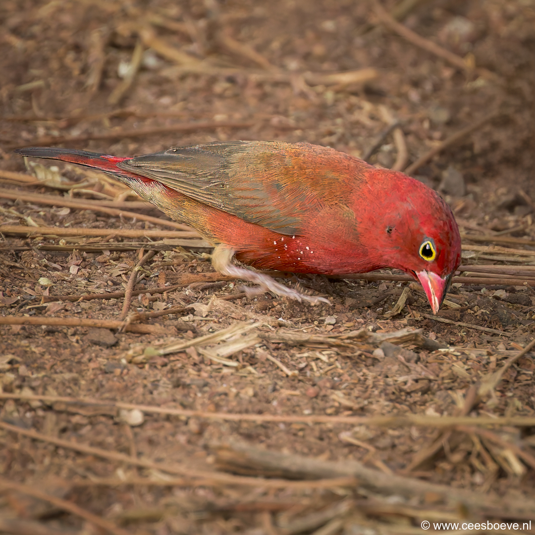 Vuurvink | Senegambia - Gambia, 12 januari 2025