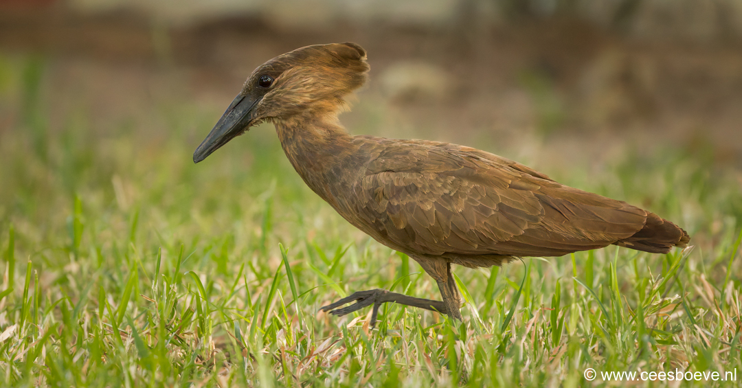 Hamerkop | Senegambia - Gambia, 12 januari 2025