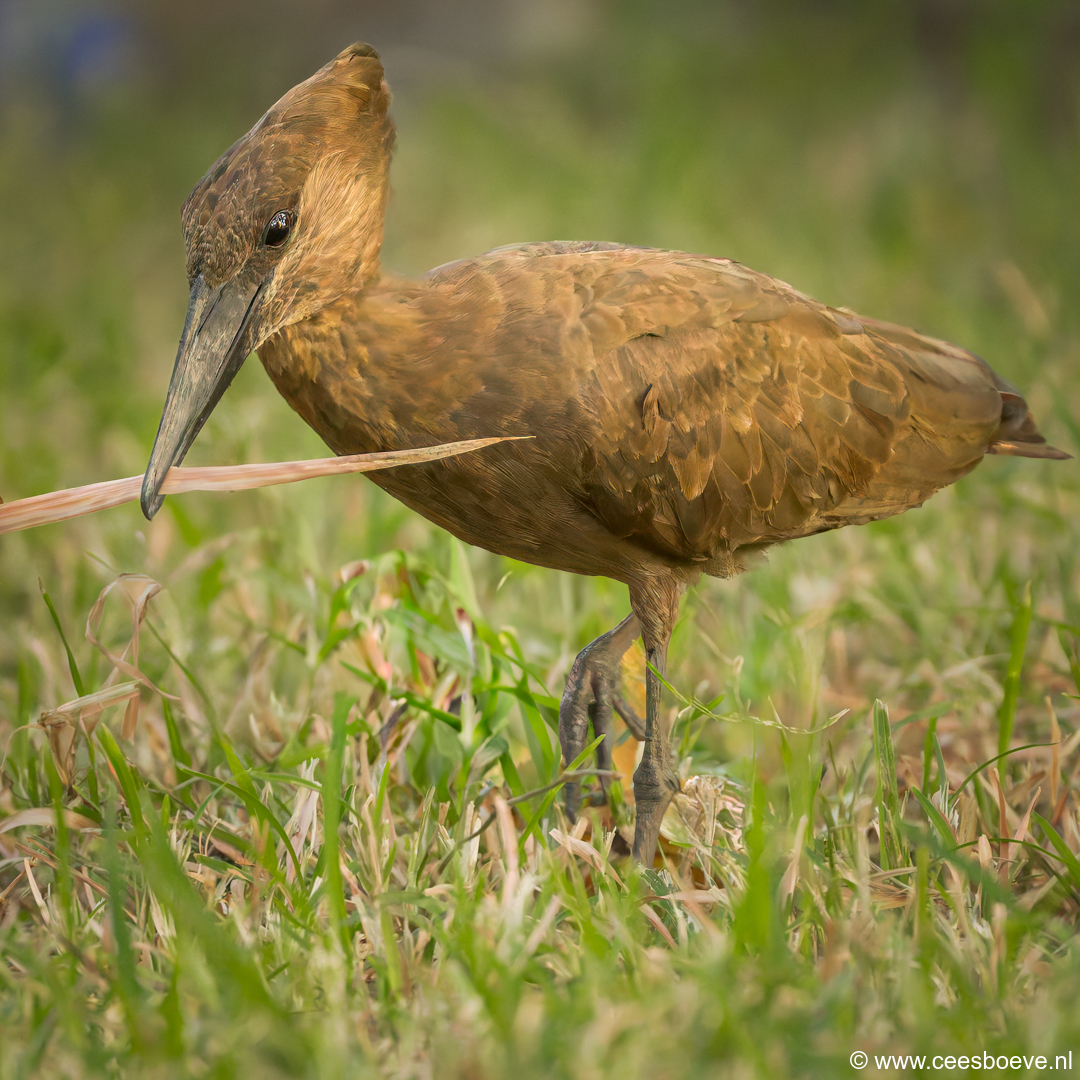 Hamerkop | Senegambia - Gambia, 12 januari 2025