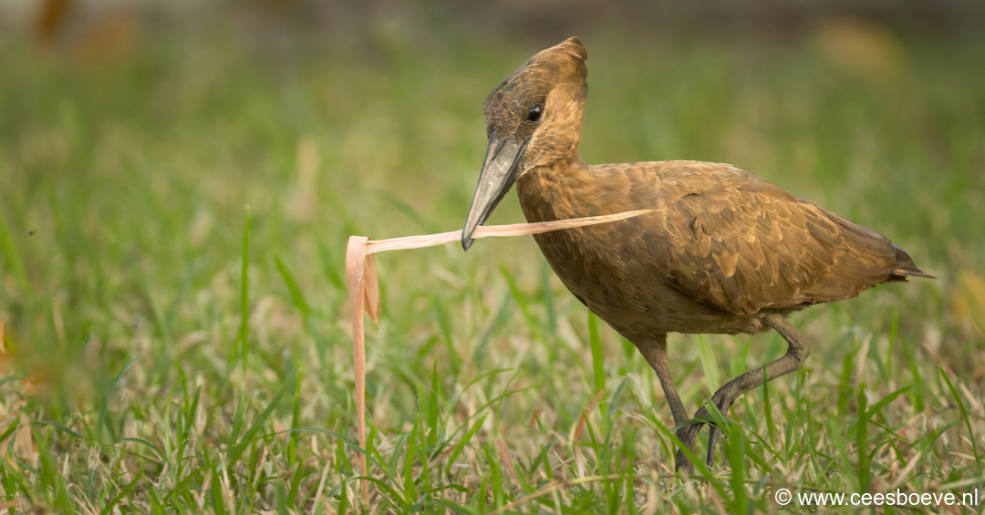 Hamerkop | Senegambia - Gambia, 12 januari 2025