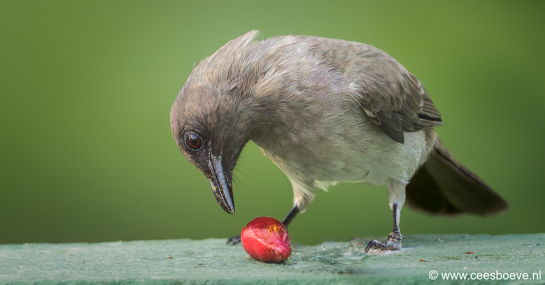 Grauwe buulbuul | Senegambia -  Gambia, 12 januari 2025