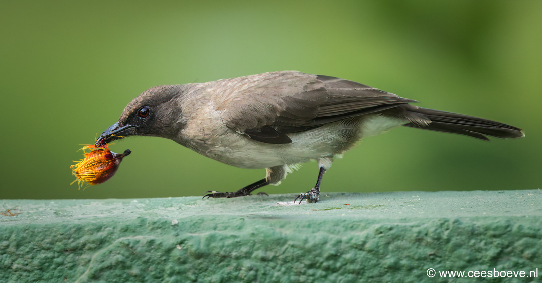 Grauwe buulbuul | Senegambia -  Gambia, 12 januari 2025