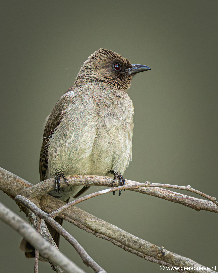 Grauwe buulbuul | Senegambia -  Gambia, 12 januari 2025