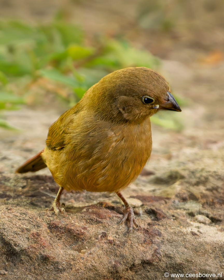 Vuurvink | Senegambia - Gambia, 12 januari 2025