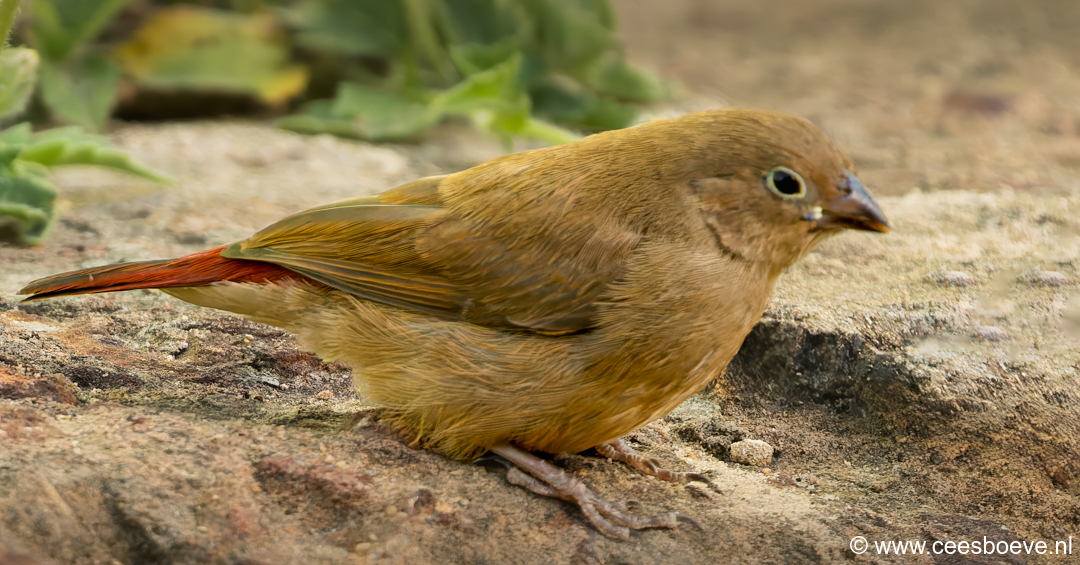 Vuurvink | Senegambia - Gambia, 12 januari 2025