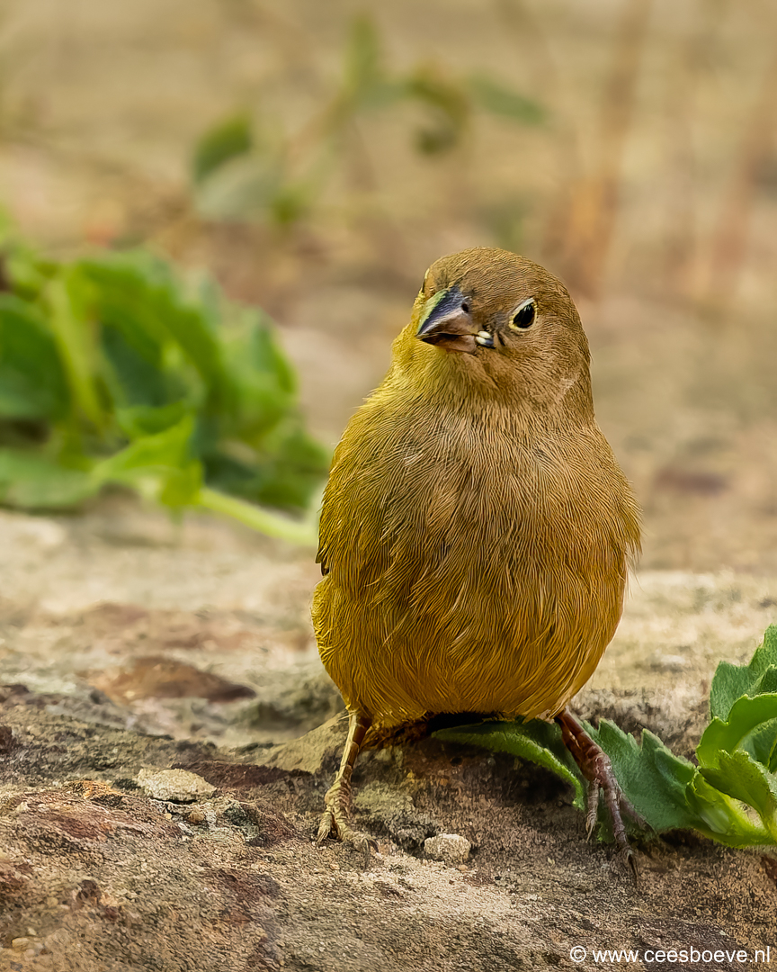 Vuurvink | Senegambia - Gambia, 12 januari 2025