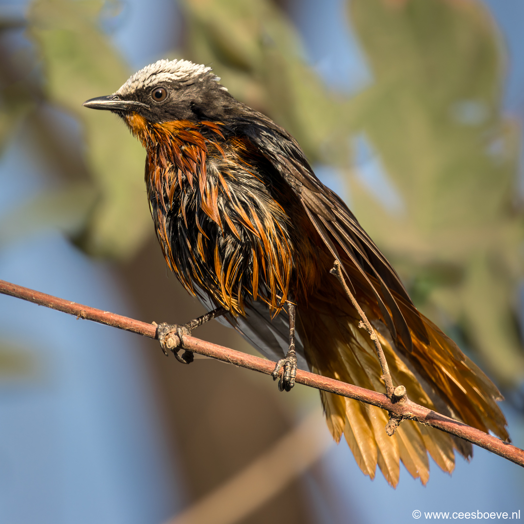 Schubkaplawaaimaker | Senegambia - Gambia , 12 januari 2025