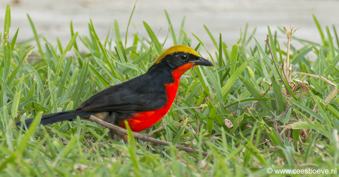 Goudkapfiskaal | Senegambia - Gambia, 13 januari 2025