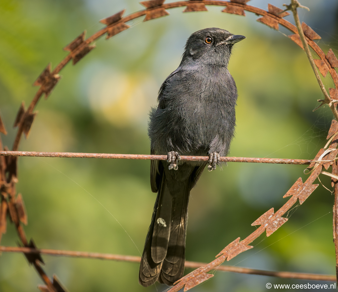 Senegalese Drongovliegenvanger | Senegambia - Gambia, 13 januari 2025