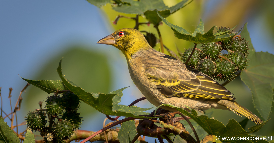 Grote textorwever | Senegambia - Gambia, 13 januari 2025