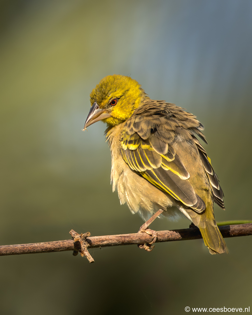 Grote textorwever | Senegambia - Gambia, 13 januari 2025