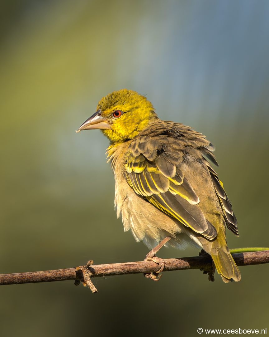 Grote textorwever | Senegambia - Gambia, 13 januari 2025