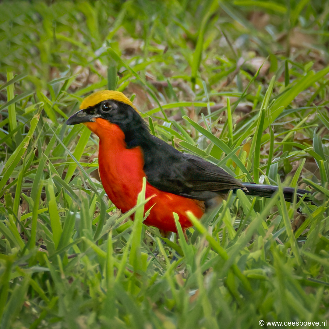 Goudkapfiskaal | Senegambia - Gambia, 13 januari 2025