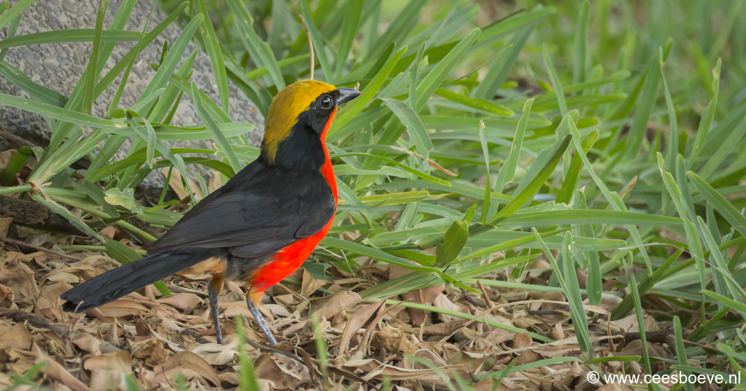 Goudkapfiskaal | Senegambia - Gambia, 13 januari 2025
