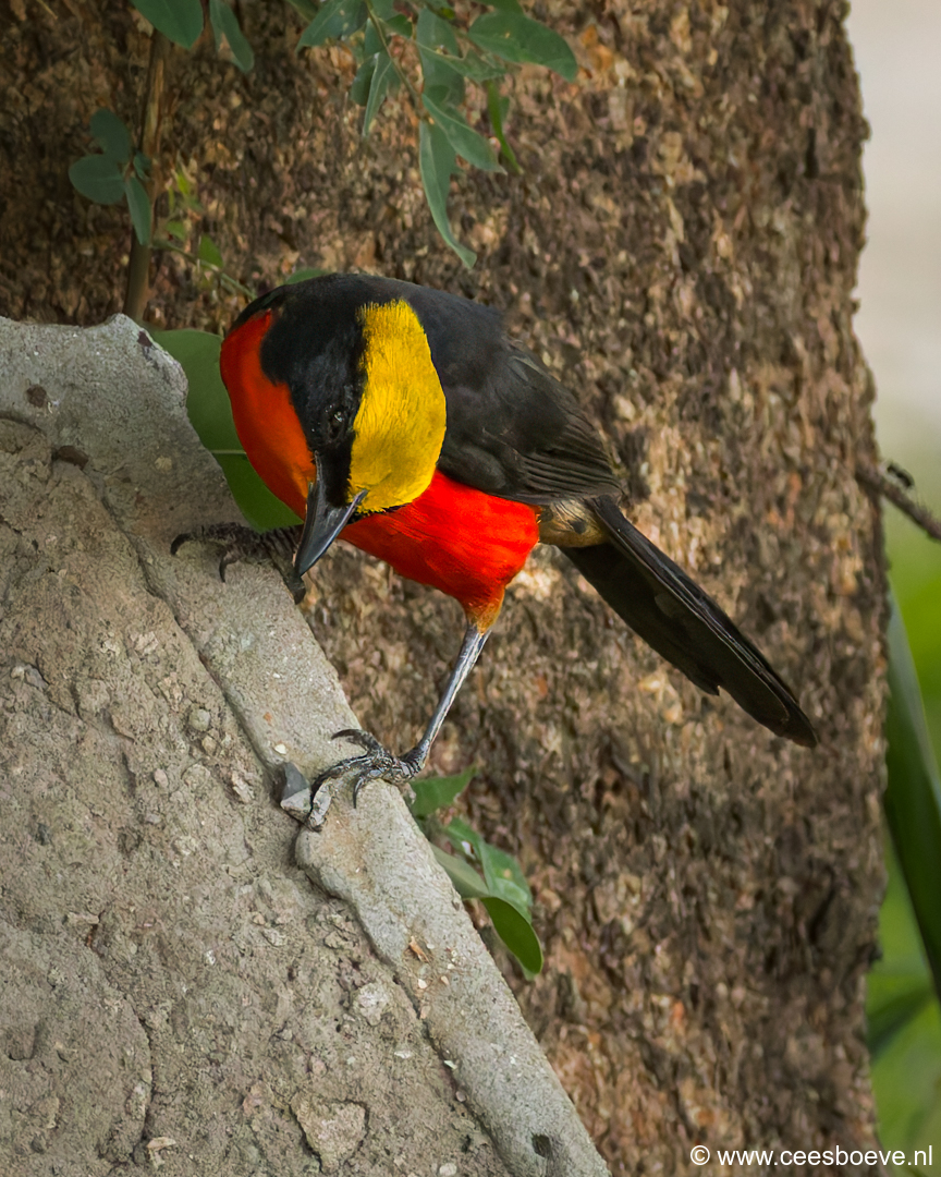 Goudkapfiskaal | Senegambia - Gambia, 13 januari 2025