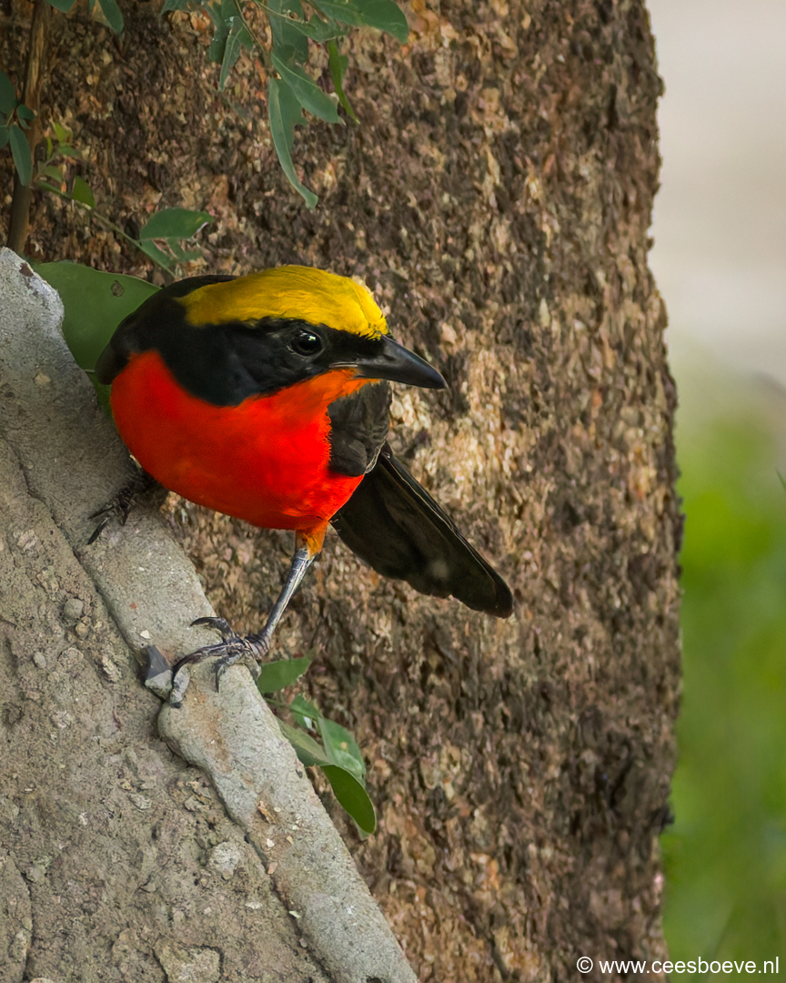 Goudkapfiskaal | Senegambia - Gambia, 13 januari 2025