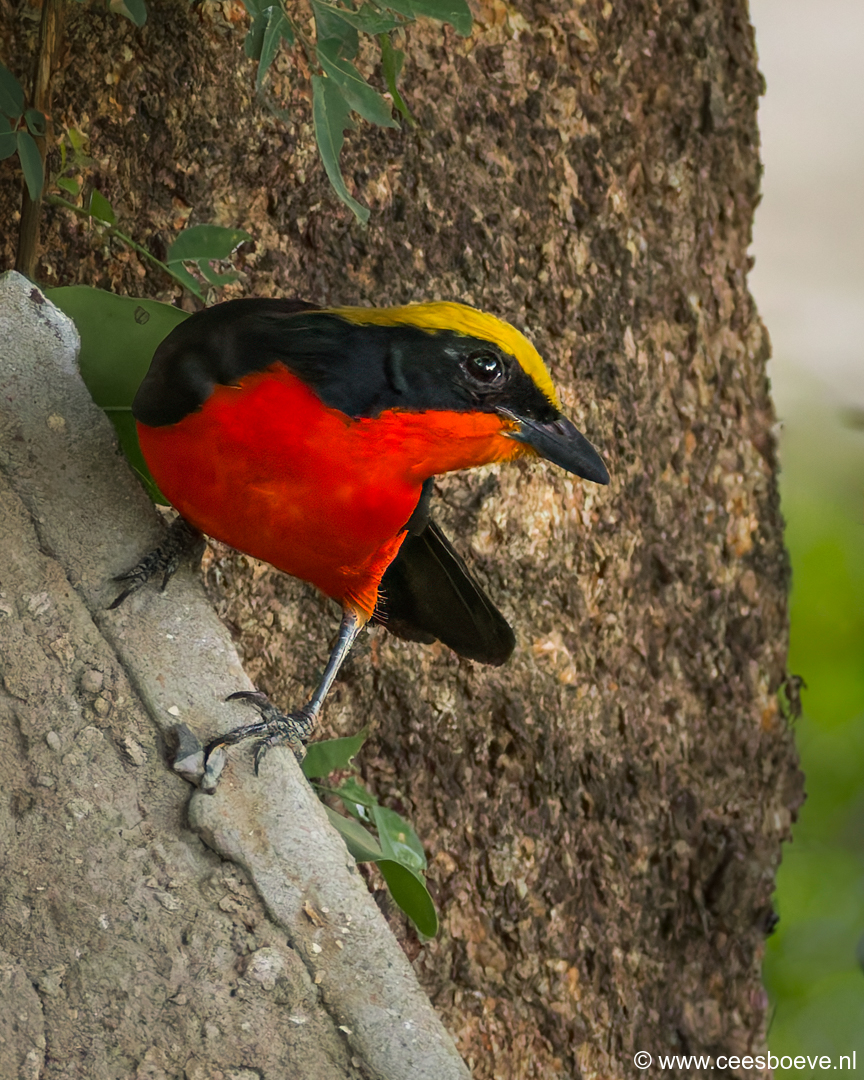 Goudkapfiskaal | Senegambia - Gambia, 13 januari 2025