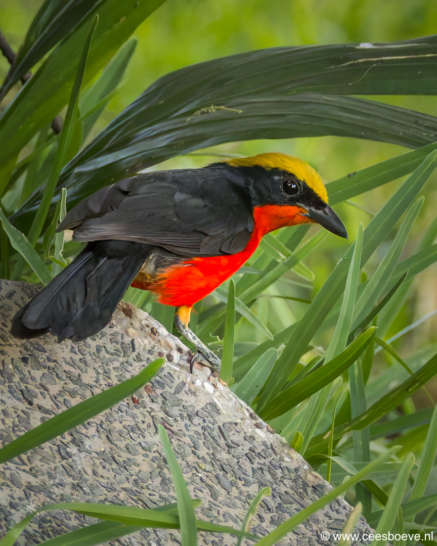 Goudkapfiskaal | Senegambia - Gambia, 13 januari 2025