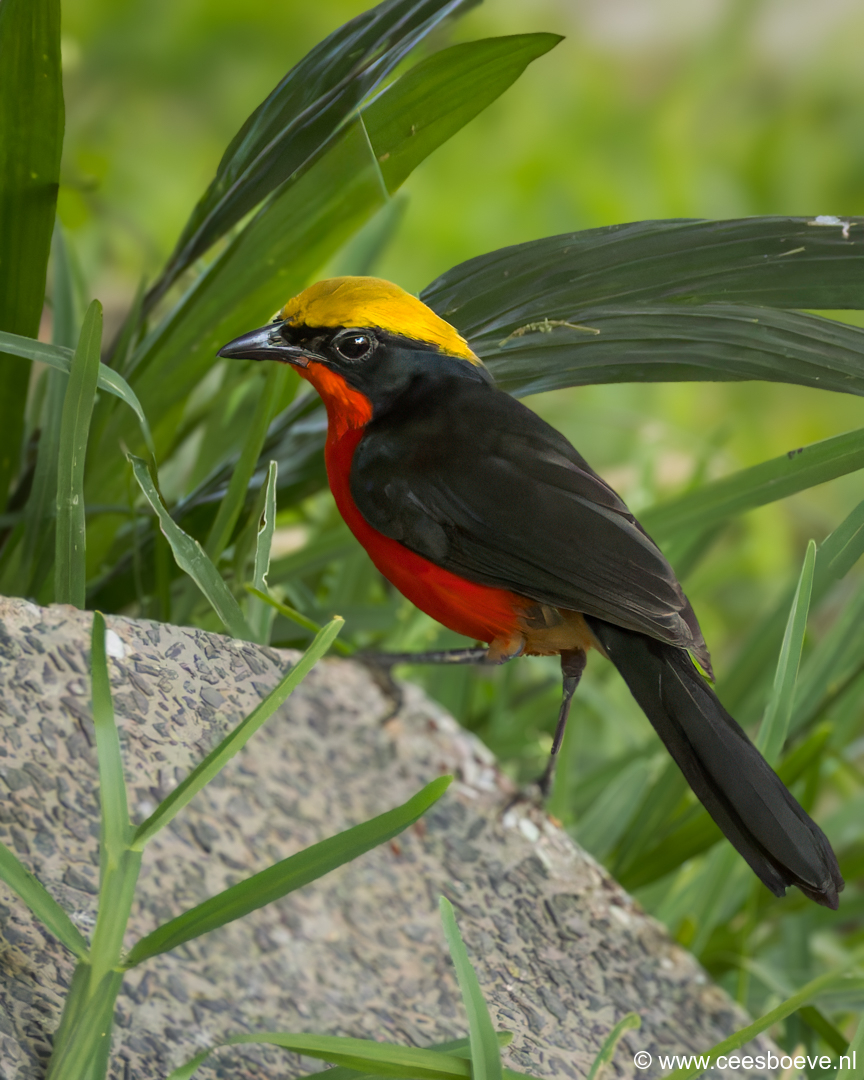 Goudkapfiskaal | Senegambia - Gambia, 13 januari 2025