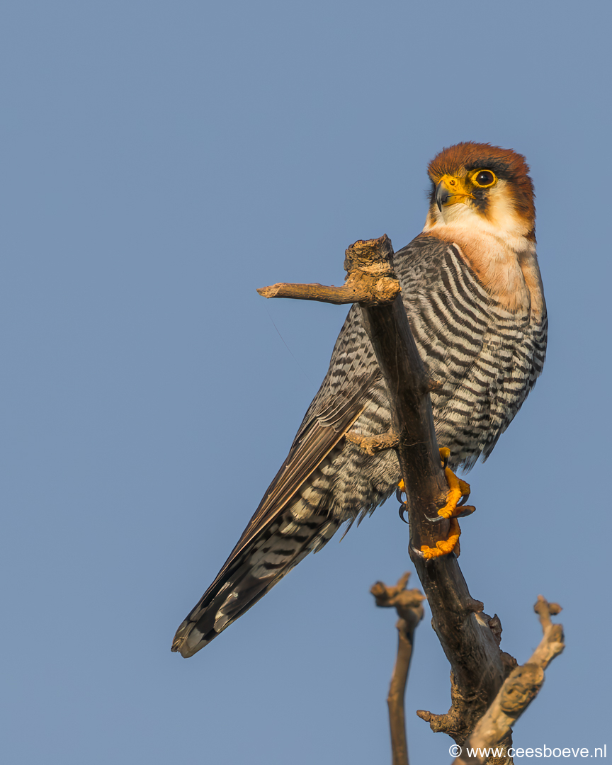 Roodkopsmelleken | Tanji Bird Reserve - Gambia, 14 januari 2025
