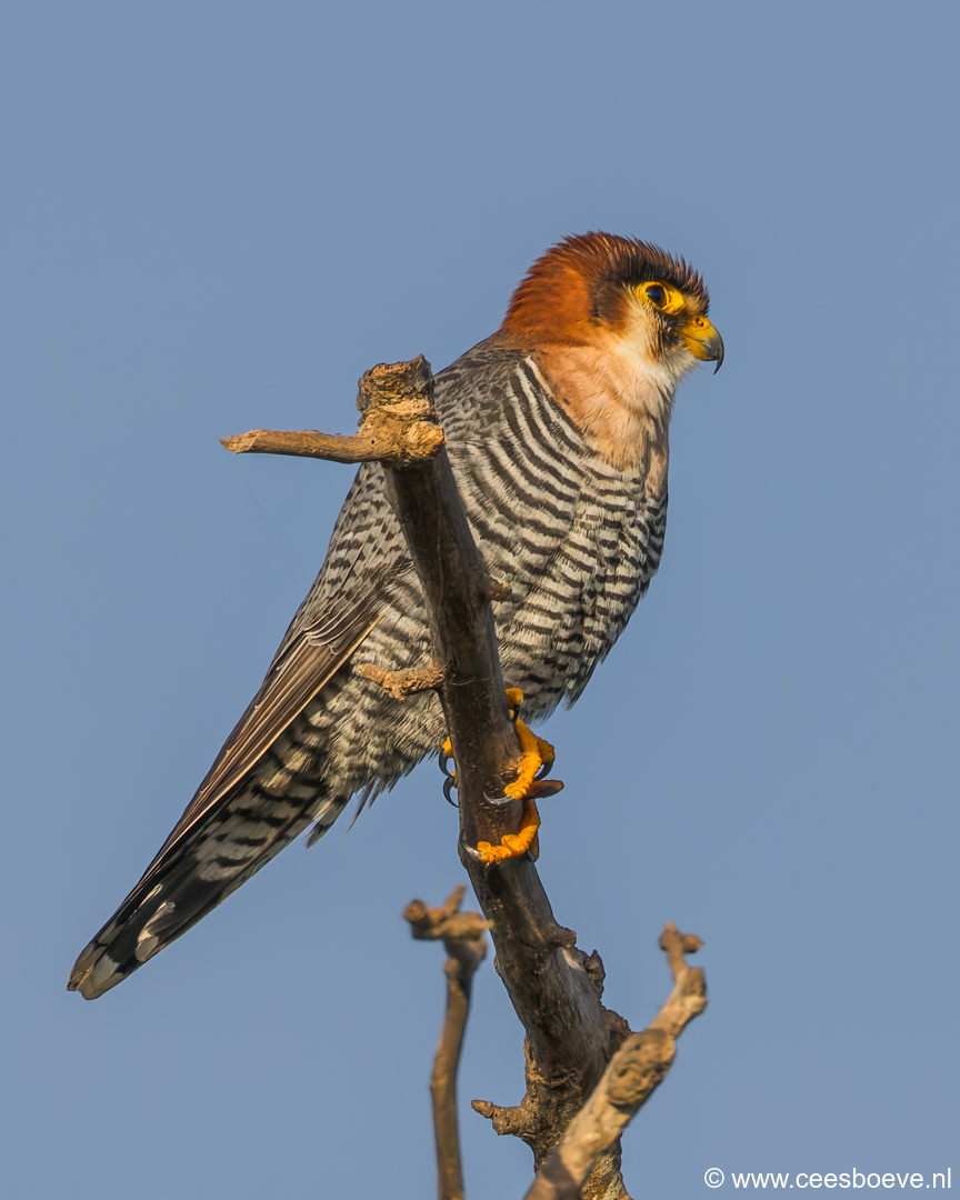 Roodkopsmelleken | Tanji Bird Reserve - Gambia, 14 januari 2025