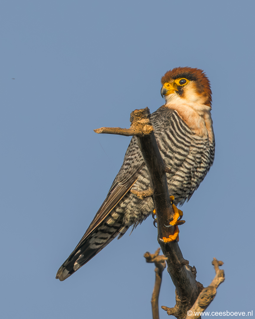 Roodkopsmelleken | Tanji Bird Reserve - Gambia, 14 januari 2025