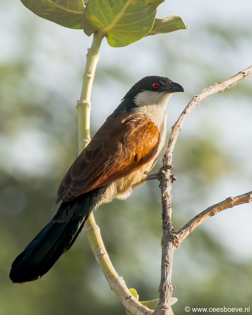 Senegalese spoorkoekoek | Tanji Bird Reserve - Gambia, 14 januari 2025